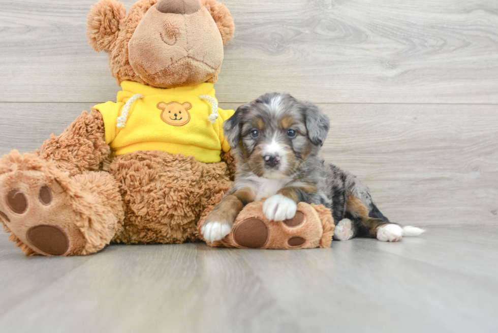 Cute Mini Bernedoodle Baby