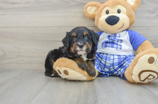 Mini Bernedoodle Pup Being Cute