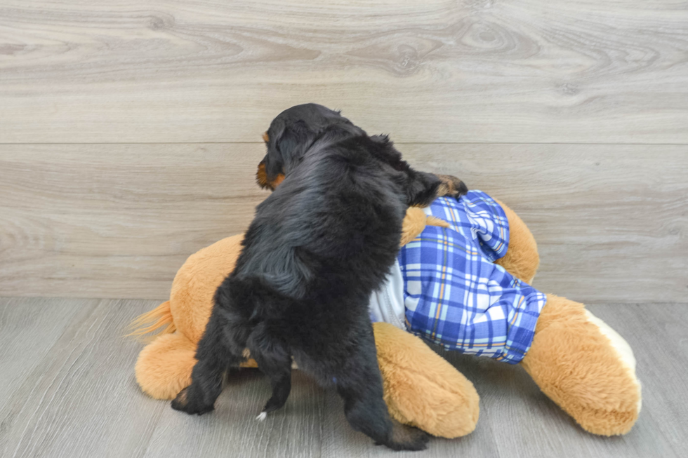 Small Mini Bernedoodle Baby