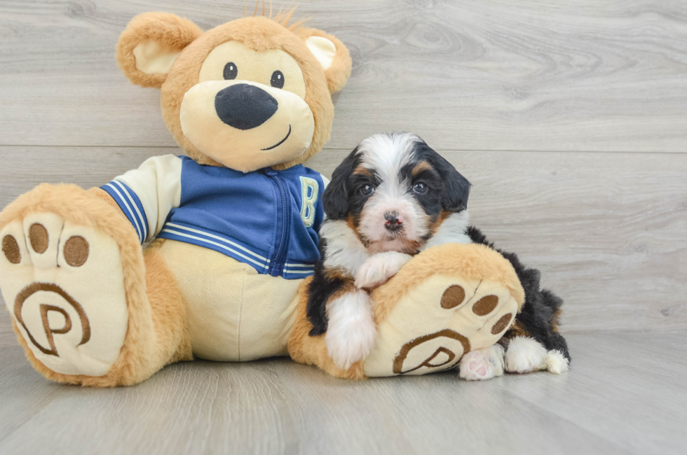 5 week old Mini Bernedoodle Puppy For Sale - Pilesgrove Pups