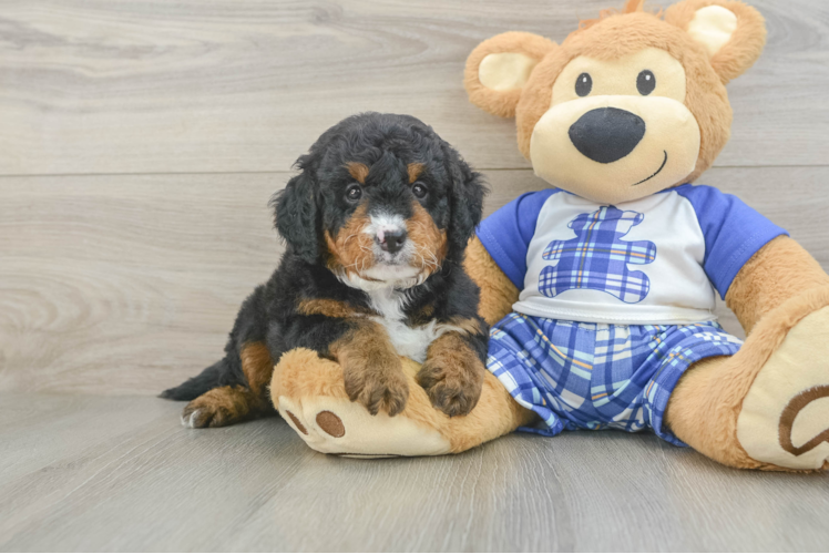 Petite Mini Bernedoodle Poodle Mix Pup
