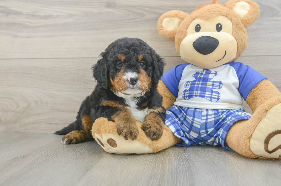 5 week old Mini Bernedoodle Puppy For Sale - Pilesgrove Pups