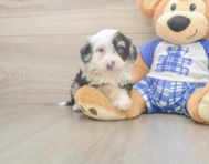 5 week old Mini Bernedoodle Puppy For Sale - Pilesgrove Pups