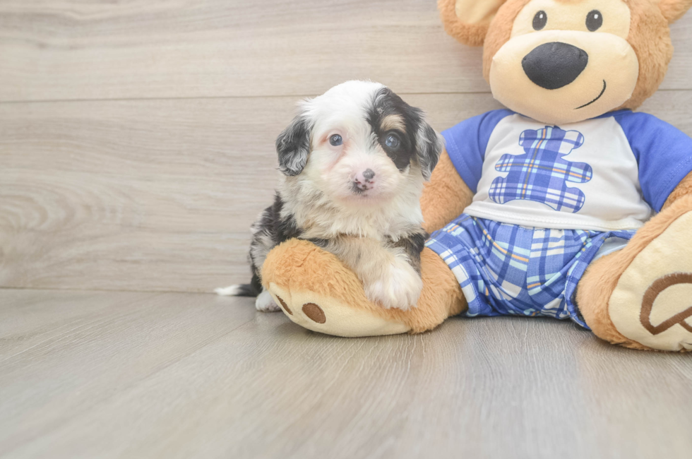 5 week old Mini Bernedoodle Puppy For Sale - Pilesgrove Pups