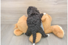 Funny Mini Bernedoodle Poodle Mix Pup