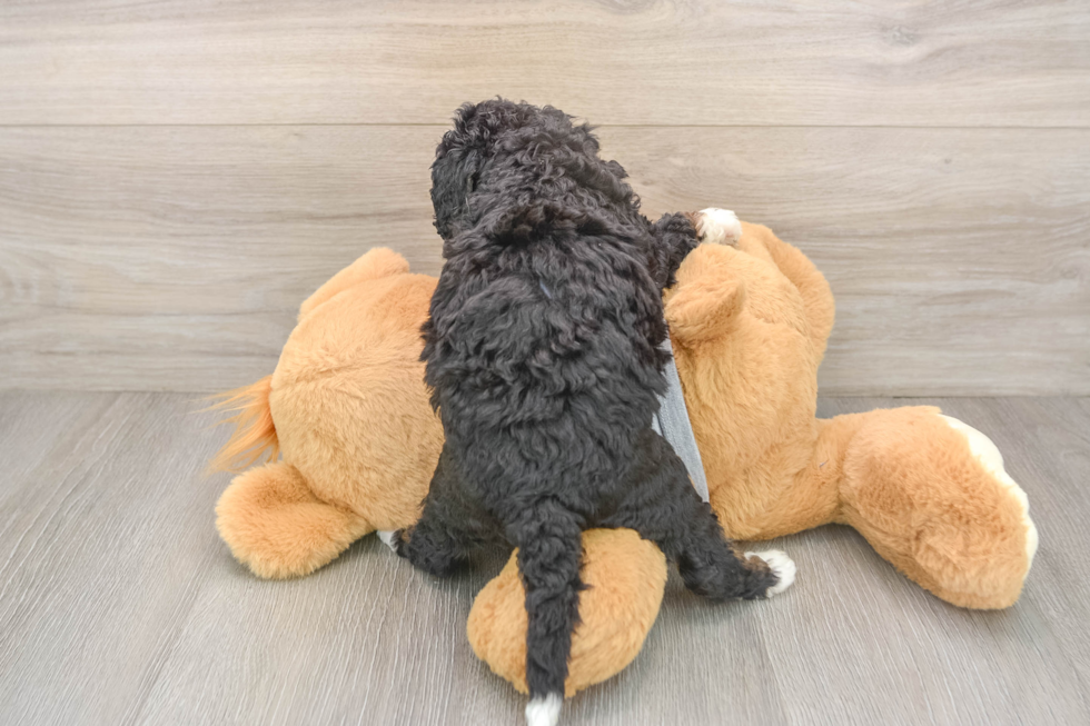 Funny Mini Bernedoodle Poodle Mix Pup