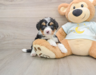 5 week old Mini Bernedoodle Puppy For Sale - Pilesgrove Pups