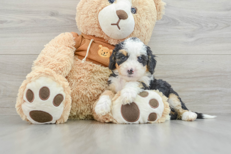 Smart Mini Bernedoodle Poodle Mix Pup