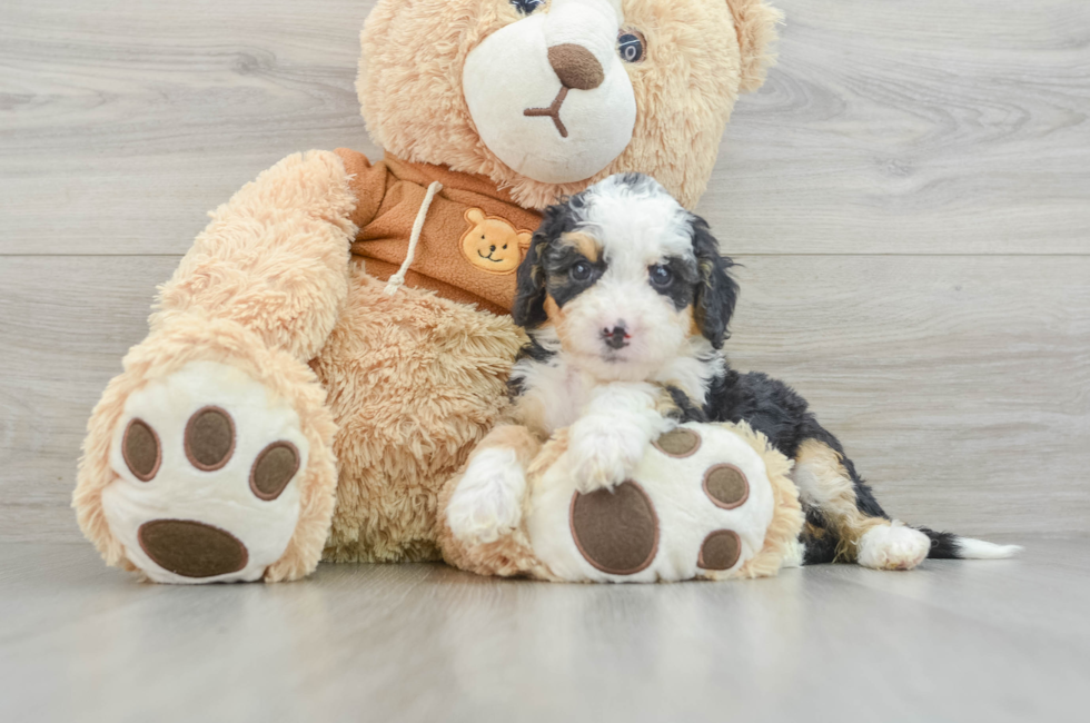 6 week old Mini Bernedoodle Puppy For Sale - Pilesgrove Pups