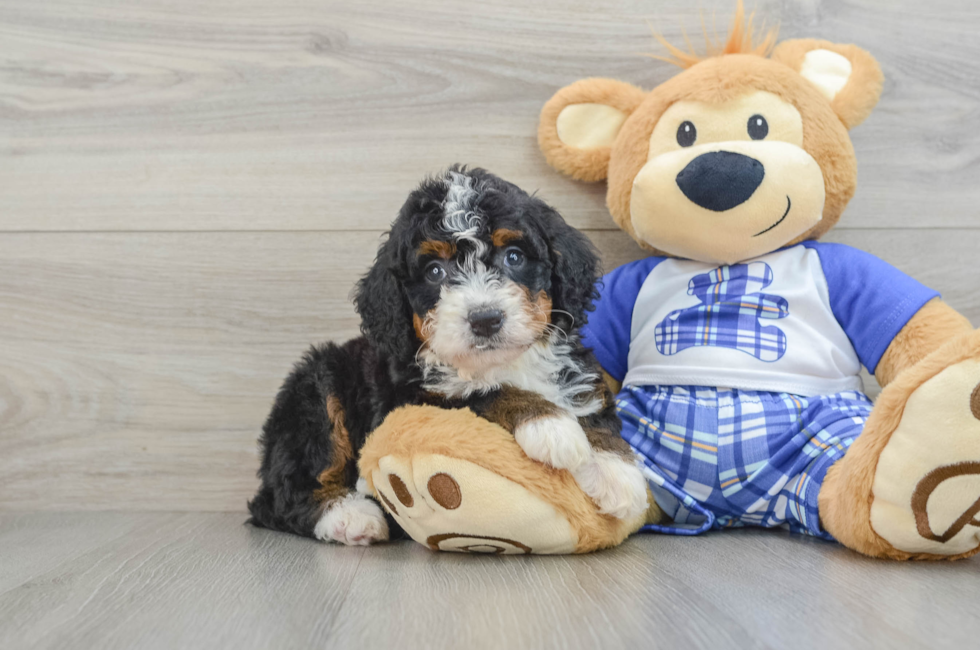 6 week old Mini Bernedoodle Puppy For Sale - Pilesgrove Pups