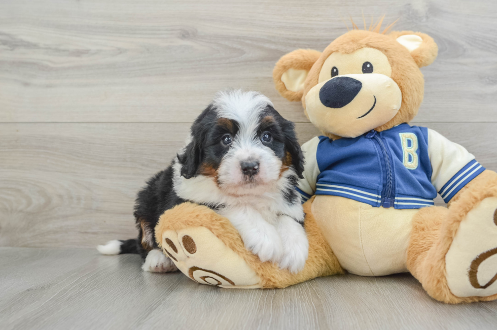 5 week old Mini Bernedoodle Puppy For Sale - Pilesgrove Pups