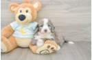 Adorable Mini Bernadoodle Poodle Mix Puppy