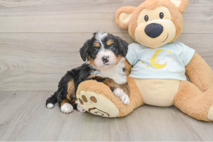 Playful Mini Bernese Poodle Poodle Mix Puppy