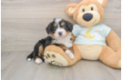 Playful Mini Bernese Poodle Poodle Mix Puppy