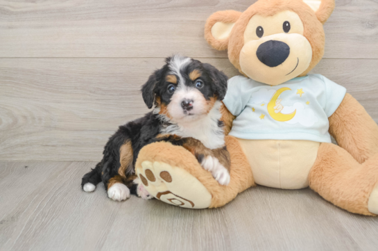 Playful Mini Bernese Poodle Poodle Mix Puppy