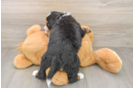 Best Mini Bernedoodle Baby