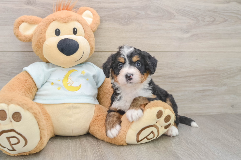 Fluffy Mini Bernedoodle Poodle Mix Pup