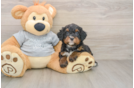 Mini Bernedoodle Puppy for Adoption