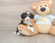 6 week old Mini Bernedoodle Puppy For Sale - Pilesgrove Pups