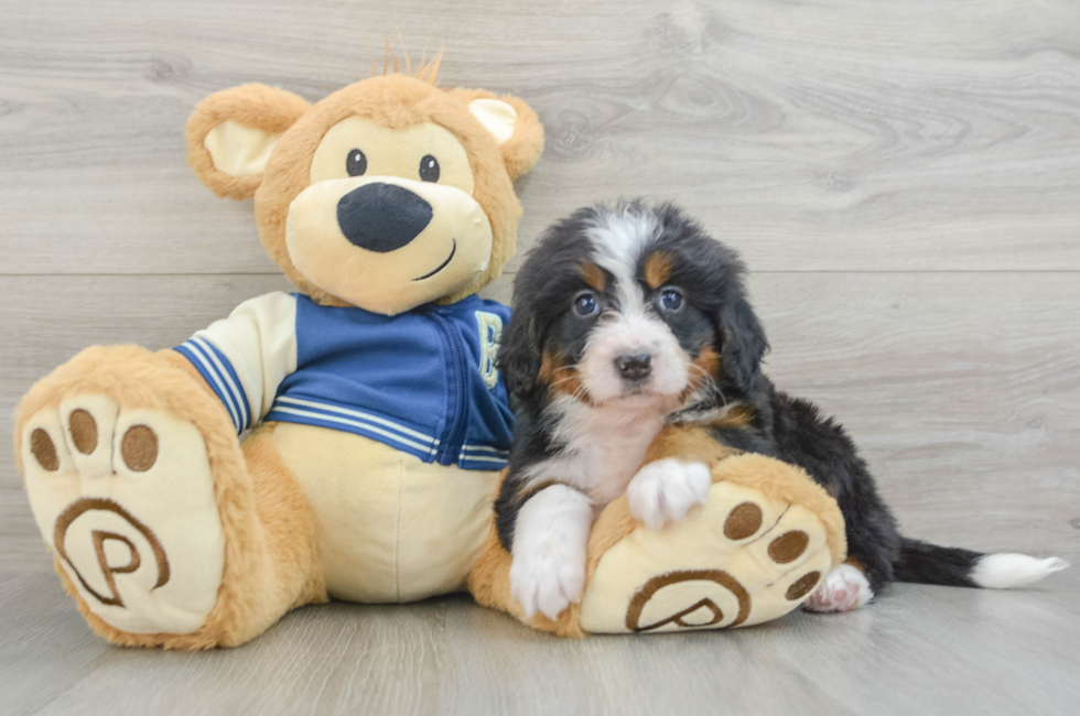 5 week old Mini Bernedoodle Puppy For Sale - Pilesgrove Pups