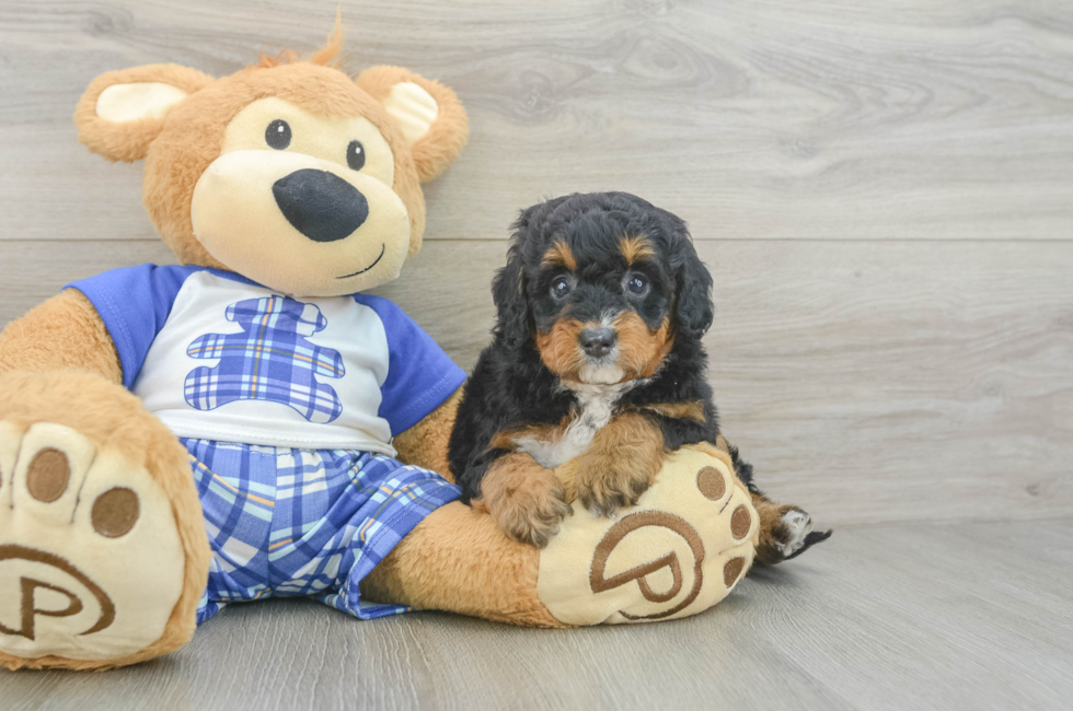 5 week old Mini Bernedoodle Puppy For Sale - Pilesgrove Pups