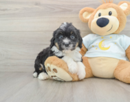 7 week old Mini Bernedoodle Puppy For Sale - Pilesgrove Pups