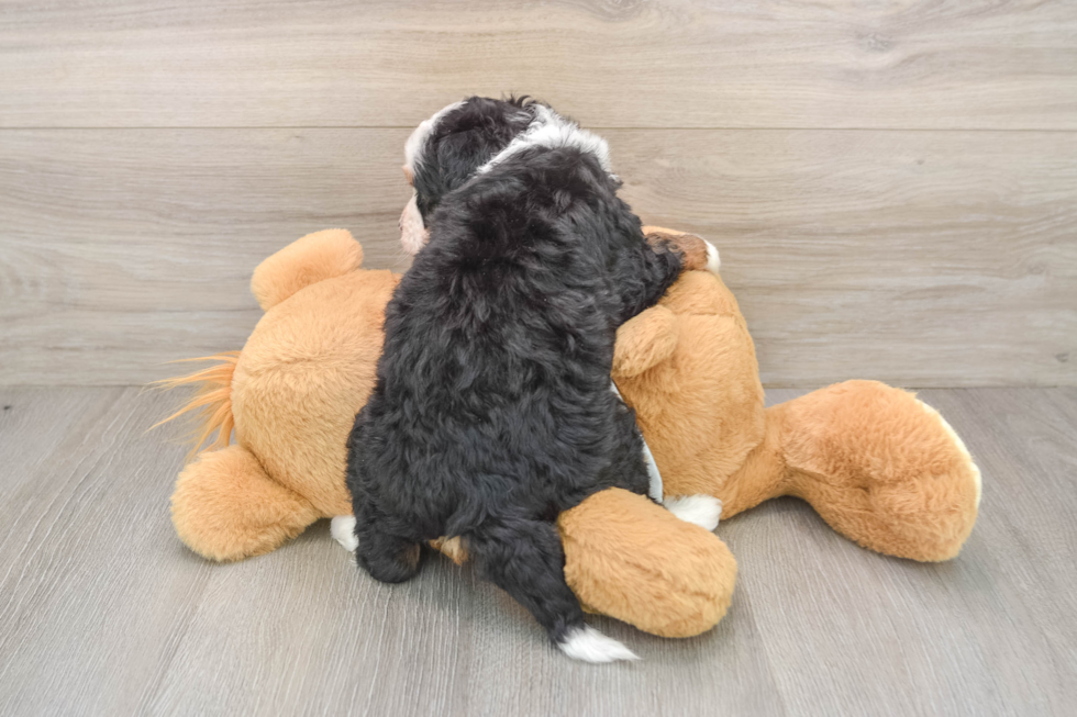 Mini Bernedoodle Pup Being Cute