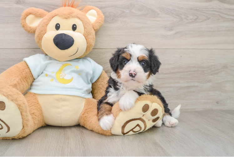 Friendly Mini Bernedoodle Baby