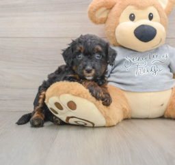 8 week old Mini Bernedoodle Puppy For Sale - Pilesgrove Pups