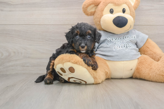 Popular Mini Bernedoodle Poodle Mix Pup