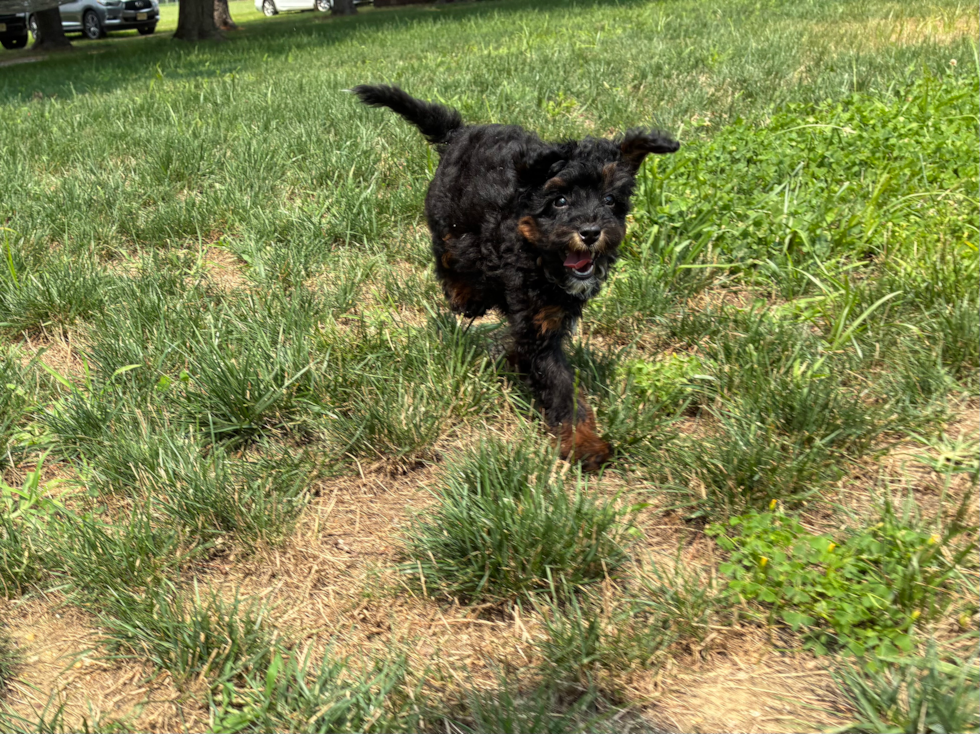Best Mini Bernedoodle Baby