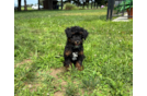 Cute Mini Bernedoodle Baby