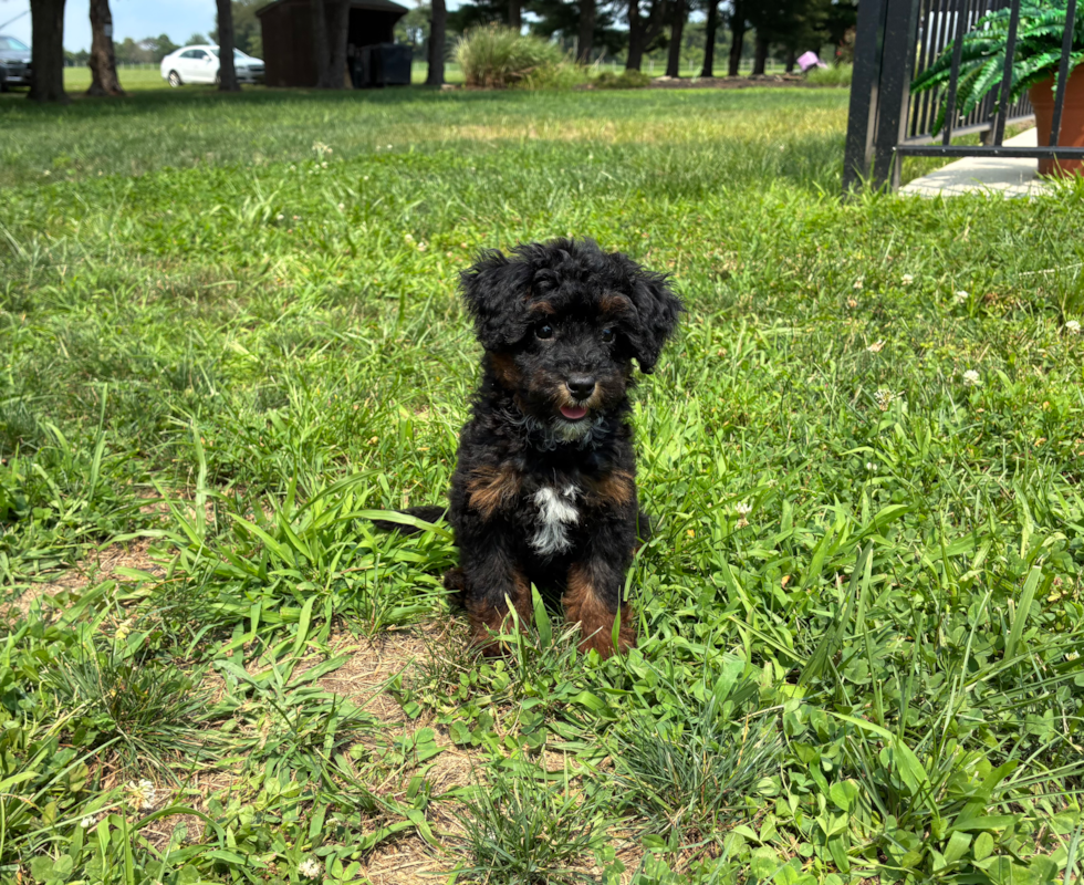Cute Mini Bernedoodle Baby