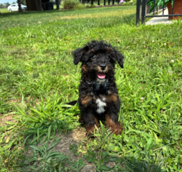 11 week old Mini Bernedoodle Puppy For Sale - Pilesgrove Pups