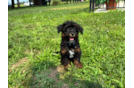 Mini Bernedoodle Puppy for Adoption