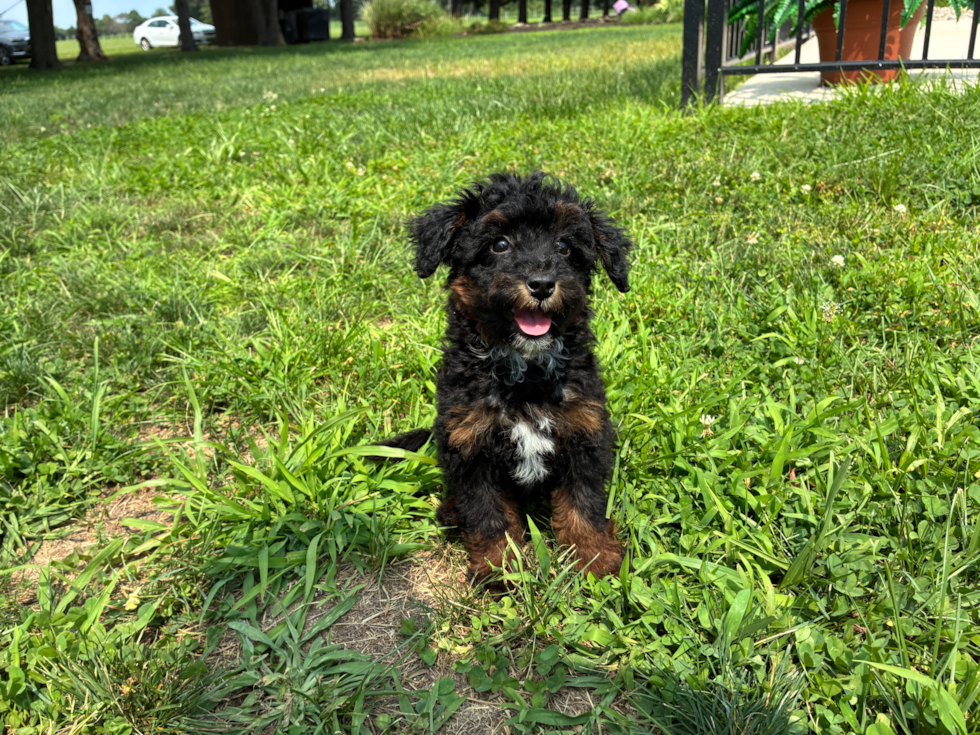 Mini Bernedoodle Puppy for Adoption