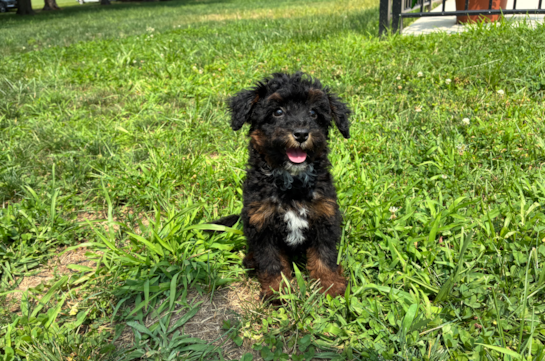 Mini Bernedoodle Puppy for Adoption