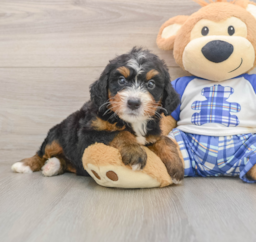 8 week old Mini Bernedoodle Puppy For Sale - Pilesgrove Pups
