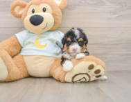 6 week old Mini Bernedoodle Puppy For Sale - Pilesgrove Pups