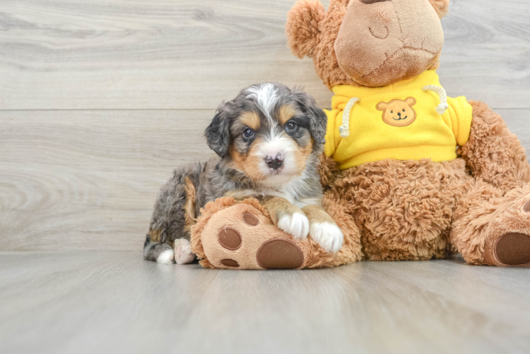 Best Mini Bernedoodle Baby