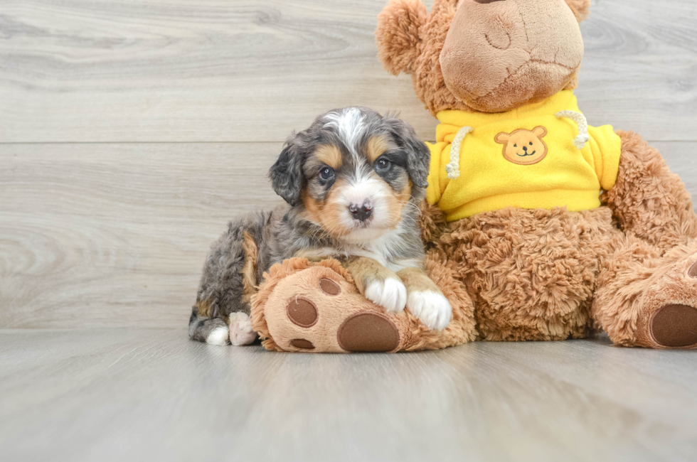 4 week old Mini Bernedoodle Puppy For Sale - Pilesgrove Pups