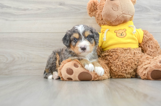 Best Mini Bernedoodle Baby