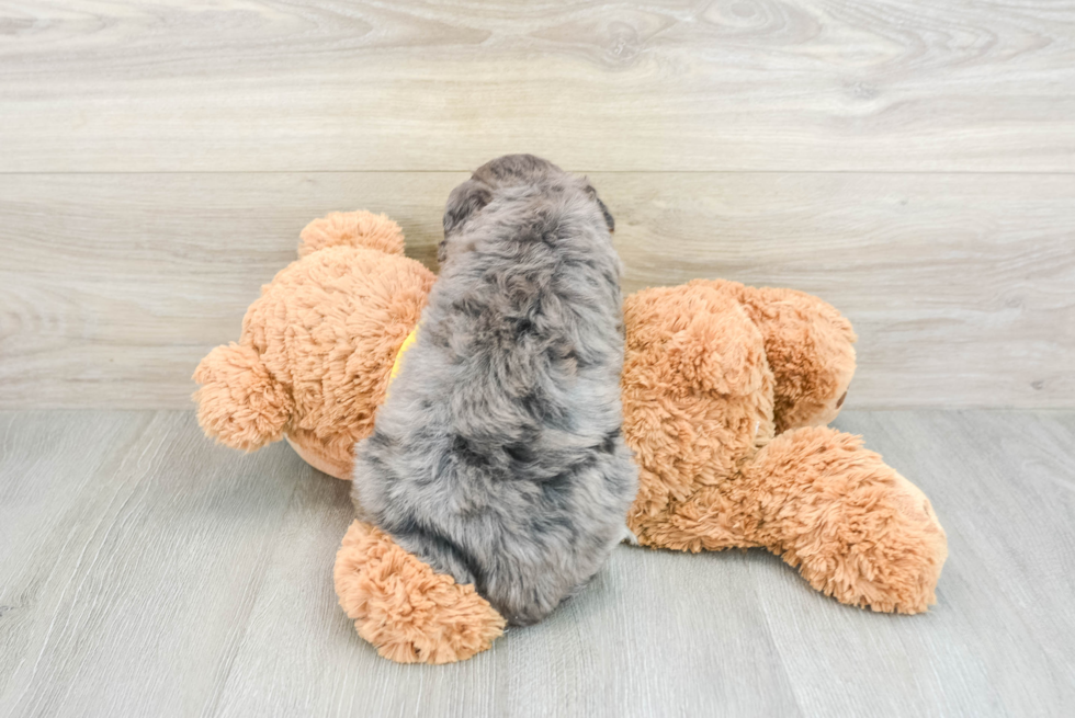 Little Mini Bernese Poodle Poodle Mix Puppy