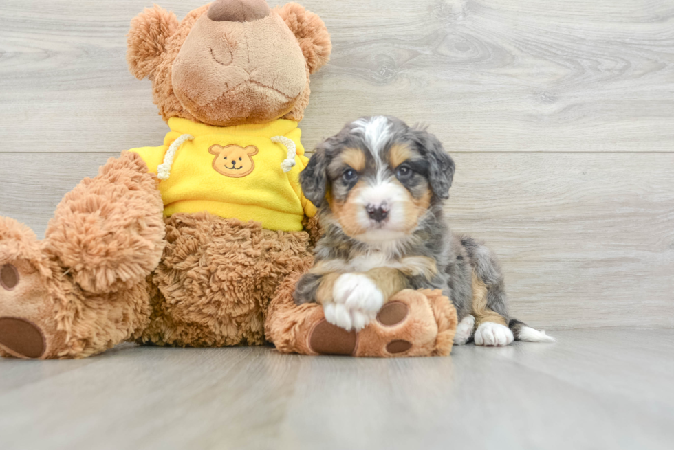 Happy Mini Bernedoodle Baby