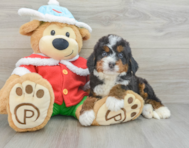 6 week old Mini Bernedoodle Puppy For Sale - Pilesgrove Pups