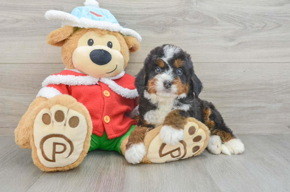 6 week old Mini Bernedoodle Puppy For Sale - Pilesgrove Pups