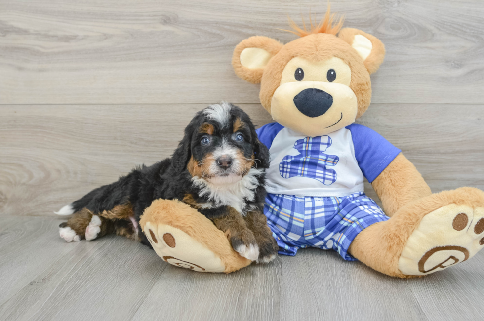 6 week old Mini Bernedoodle Puppy For Sale - Pilesgrove Pups