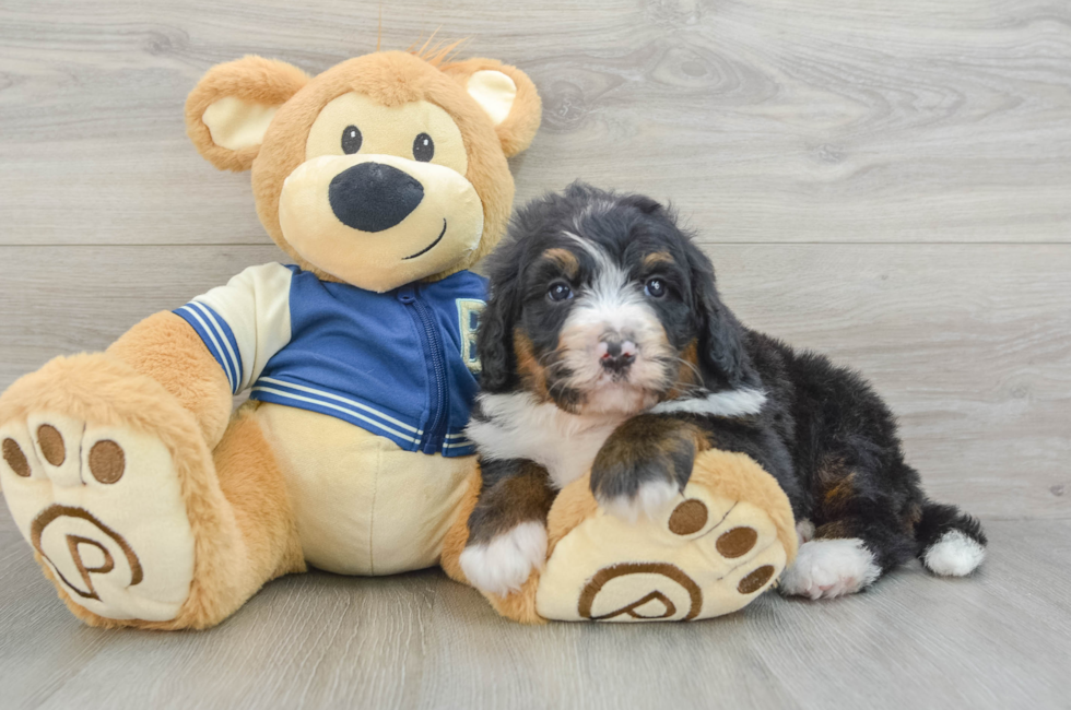 5 week old Mini Bernedoodle Puppy For Sale - Pilesgrove Pups