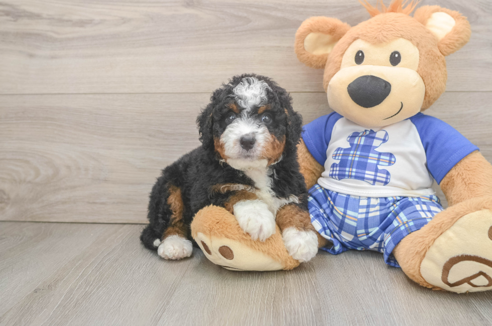 5 week old Mini Bernedoodle Puppy For Sale - Pilesgrove Pups