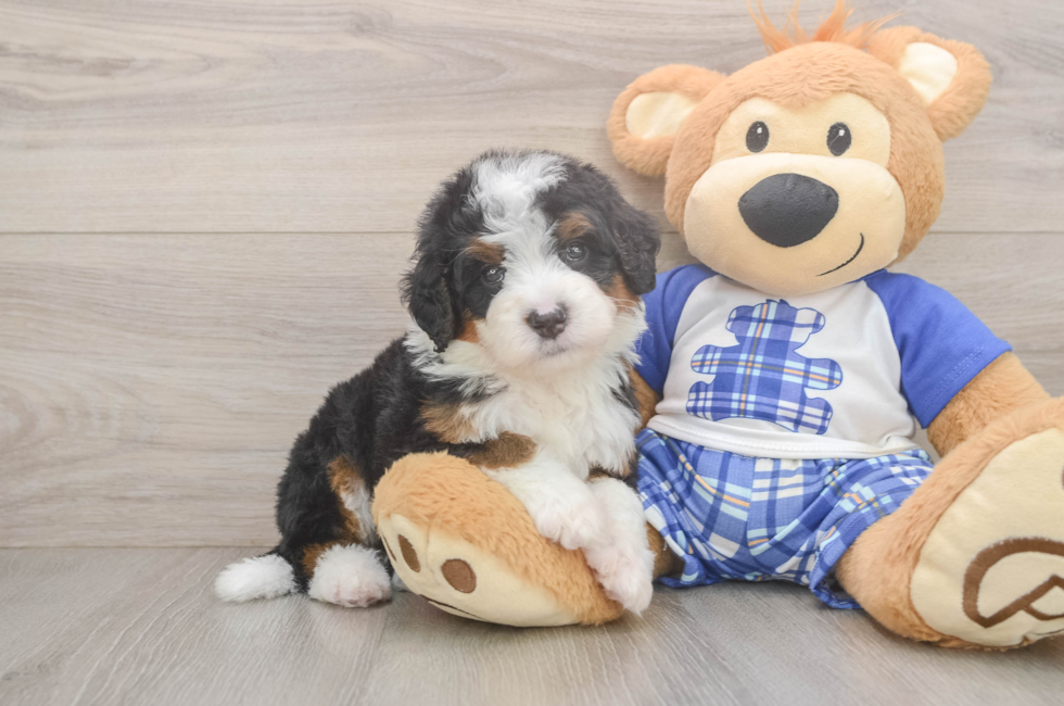6 week old Mini Bernedoodle Puppy For Sale - Pilesgrove Pups